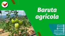 Cultivando Patria | Finca Paz y Amor dispone 3.5 hectáreas para la siembra de rubros agrícolas