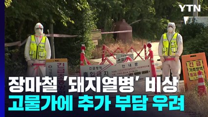 장마철 '돼지열병' 비상...고물가에 '추가 부담' 우려 / YTN