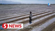 Woman shows how she manages vast cotton fields in Xinjiang