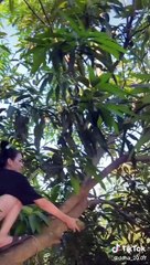 Đỗ Thị Hà trèo cây hái xoài và cái kết