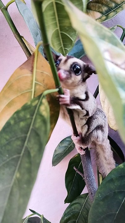 Mahluk Aneh tapi Lucu