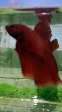 Ikan cupang super Red Halfmoon