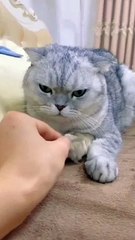 توم چيري كانت بتضحك علينا ‍♂️ | Tom and Jerry were lying to us