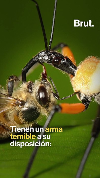 Estos asesinos son pequeñísimos pero aterradores 