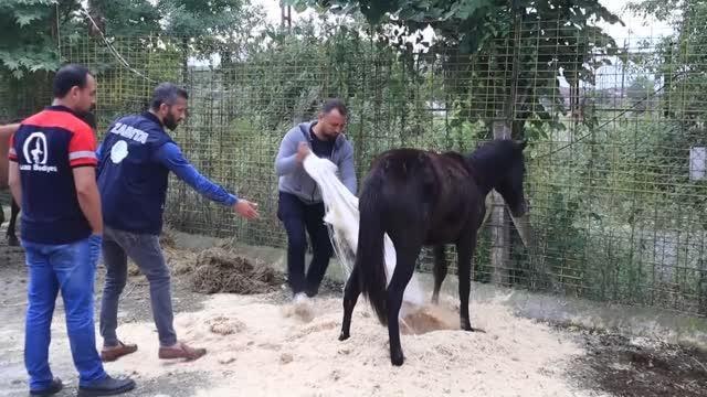 Kaçak kesime götürülen 10 at kurtarıldı