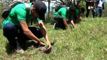 Madriz inicia jornada de reforestación en todos sus municipios