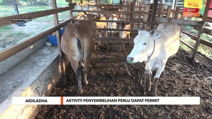 Aidiladha | Aktiviti penyembelihan perlu dapat permit