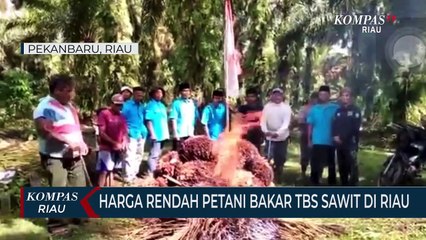 Harga Rendah Petani Bakar TBS Sawit Di Riau