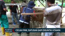 Cegah Penyebaran PMK, Ratusan Sapi Disuntik Vitamin