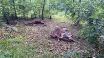 Ormanda kesilmiş atlara ait kemikler bulundu