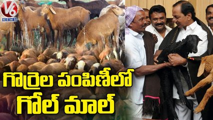 Farmers Facing Problems On Sheep Purchase In Nalgonda _ V6 News (2)