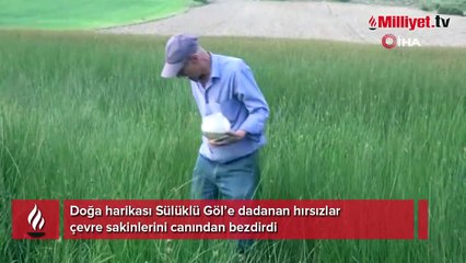 Sülük hırsızları ile başları dertte