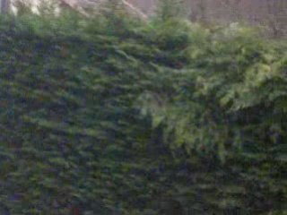 Mes cherie dessende de l arbre 4