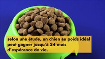 Comment augmenter l’espérance de vie de son animal de compagnie ?