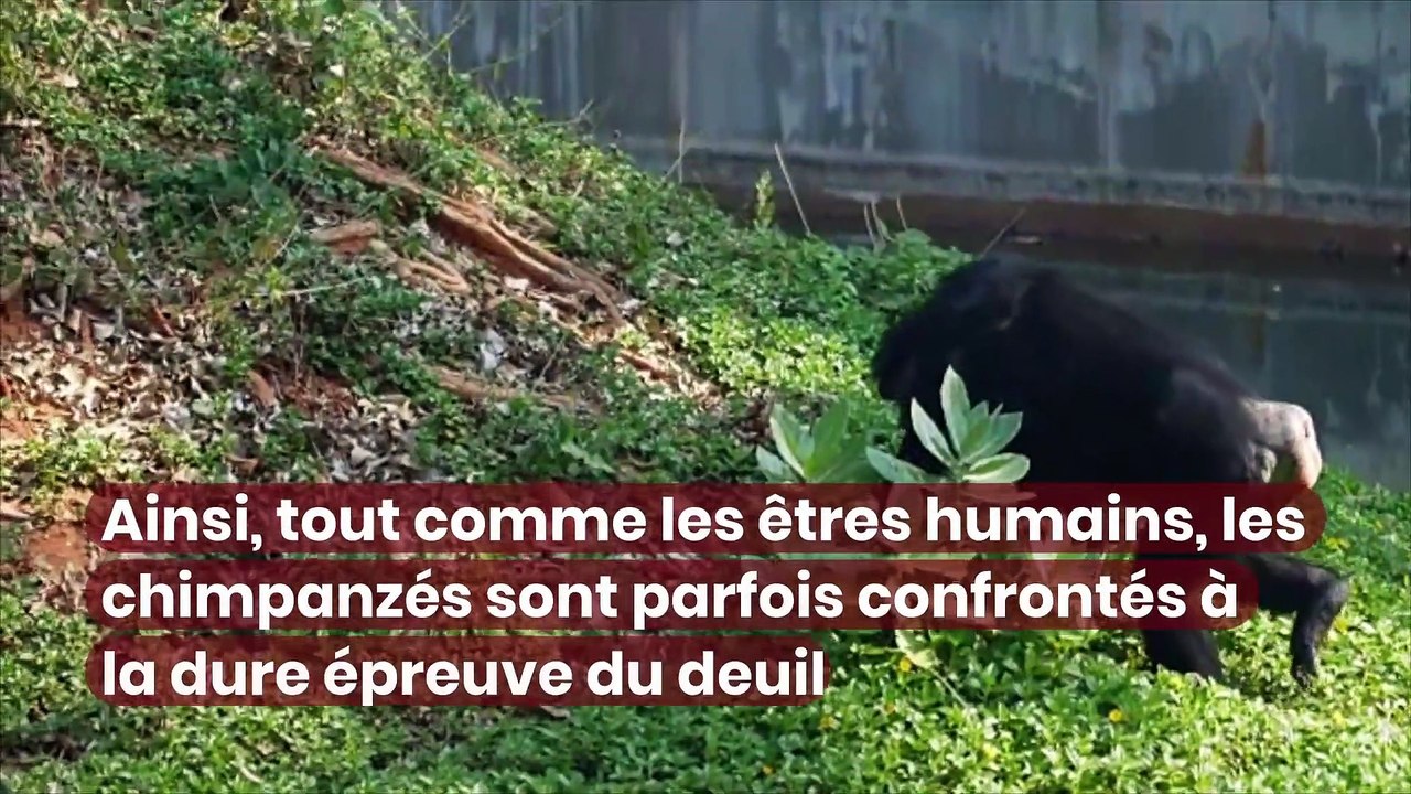 Les chimpanzés peuvent eux aussi être en deuil lors du décès d’un de leurs congénères