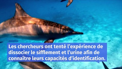 Comment les dauphins se reconnaissent-ils entre eux ?