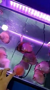 Ikan hias cantik - variasi warna warni cukup mempesona