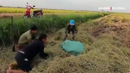 İlginç görüntüler: Dev kobrayla güreş şaşırttı!