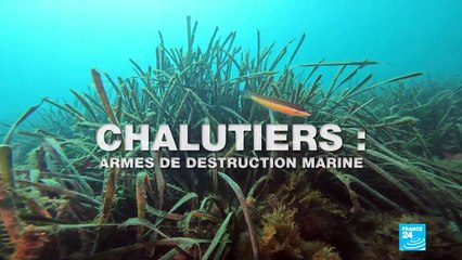 Chalutiers : armes de destruction marine