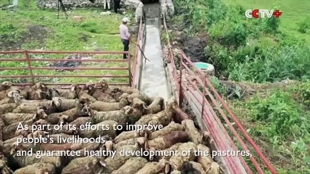 Xinjiang Herdsmen Begin Summer Migration with Government Support to Protect Pastures
