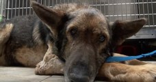 Un chien qui a survécu des semaines dans un enclos extérieur après la mort de son maître a trouvé un nouveau foyer aimant