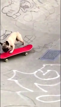 I am a skateboarder - Funny Dog Memes