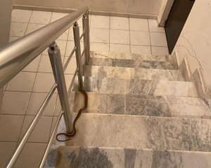 Elazığ'da apartmana giren yılan paniğe neden oldu