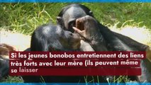 Les bonobos, perturbés par l’arrivée de ses frères et soeurs