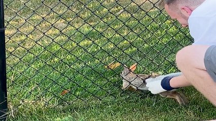 Bunny Stuck In The Fence Rescued