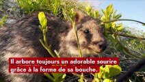 Tout savoir sur le quokka, surnommé 
