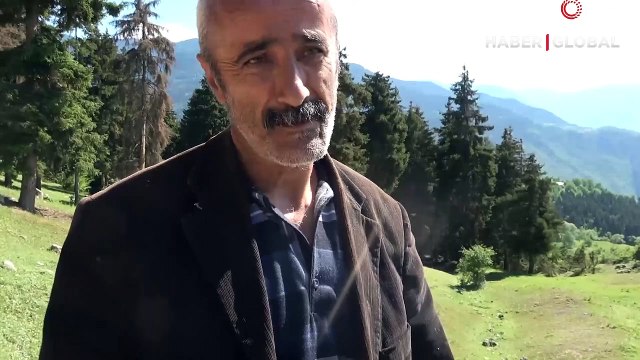 Kilosu bin lira olan çam sakızının fiyatı altınla yarışıyor!