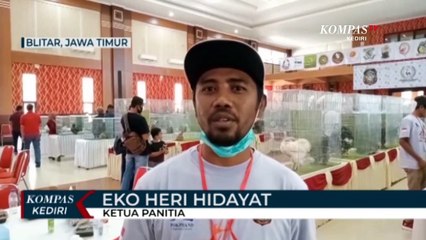 Meriahnya Kontes Ayam Hias Dari Berbagai Negara