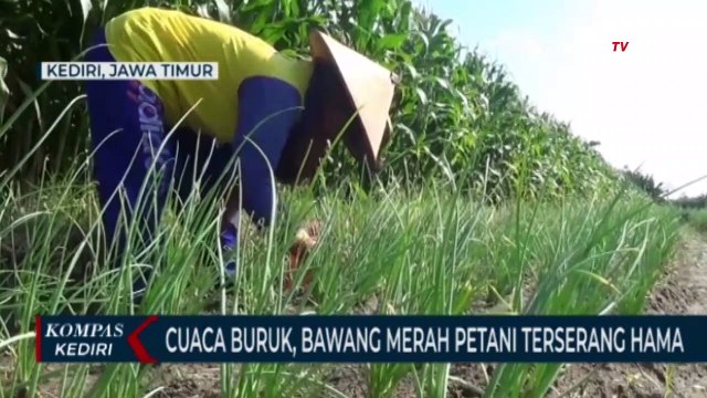 Terserang Hama Ulat, Petani Bawang Merah Terancam Gagal Panen