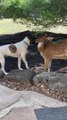 Rescued dog and fawn have become best friends