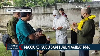 Produksi Susu Sapi Turun Akibat PMK