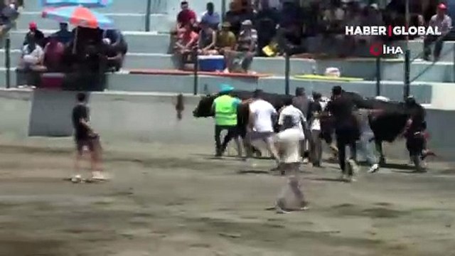 Muğla'da hızını alamayan kızgın boğa sahibini öldürüyordu!