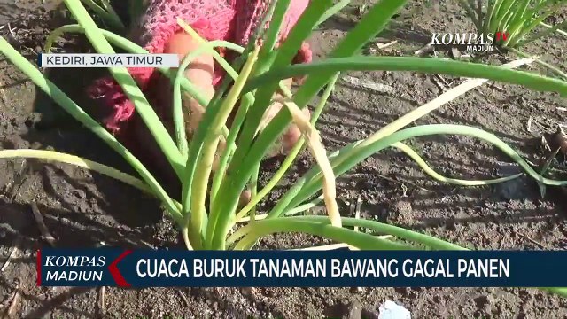 Cuaca Buruk Tanaman Bawang Gagal Panen
