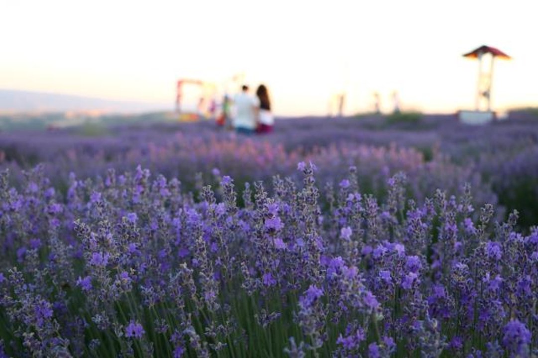 "Tekirdağ Lavanta Günleri"' 24-25 Haziran'da gerçekleştirilecek