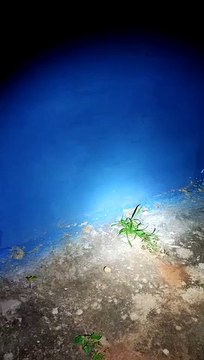 Torcedores tentam invadir vestiário para agredir jogadores, em Cianorte