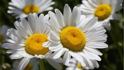 Allergie au pollen : cette pratique coquine pourrait aider à la surmonter