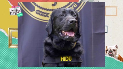 Perrito héroe - Almohadazo Casero