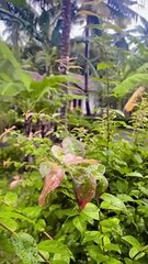 Suara burung di pagi hari yang sejuk,di temanni secangkir kopi