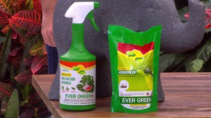 bd-publireportaje-evergreen-200622