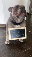 How We Ended Up With 14 Dogs in Our Home