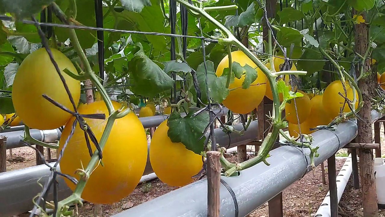 Melon_Golden_Alisha
