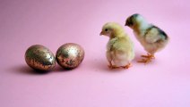 cute baby chick, hatching fake eggs