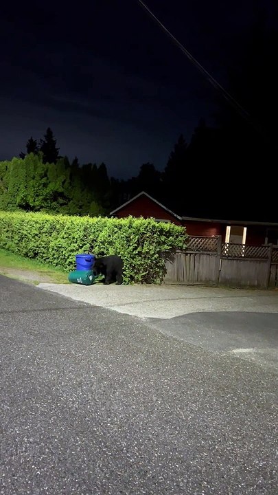 Bentley The Bear Gets Into Compost Bin