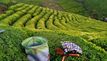 Çay Kanunu Teklifi TBMM Başkanlığına sunuldu! Çay atıklarından çay elde edenlere 400 bin lira ceza verilecek