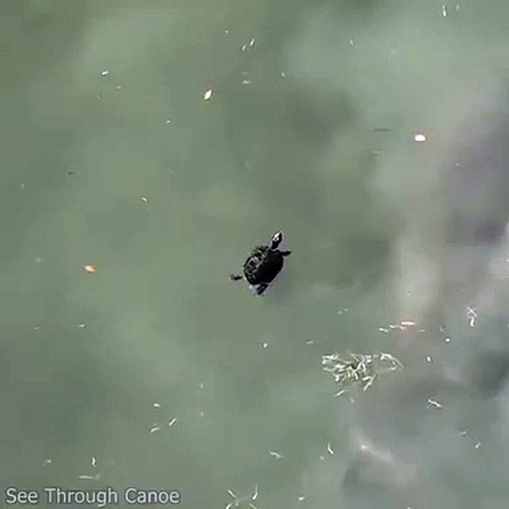 Une tortue comprend qu'il faut vite faire demi-tour !