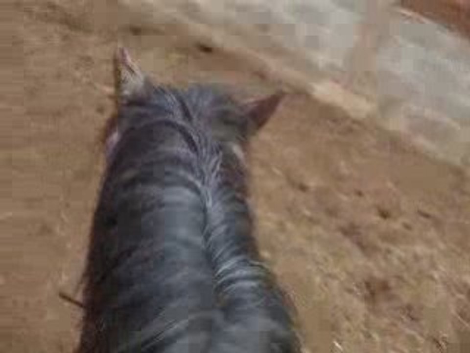 Encolure toto o pa + o tro